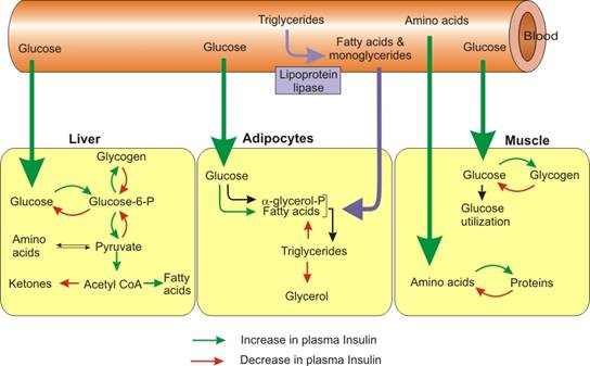 Insulin and Triglycerides
