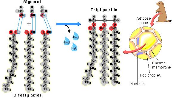 Triglycerides-and-Glycerol1