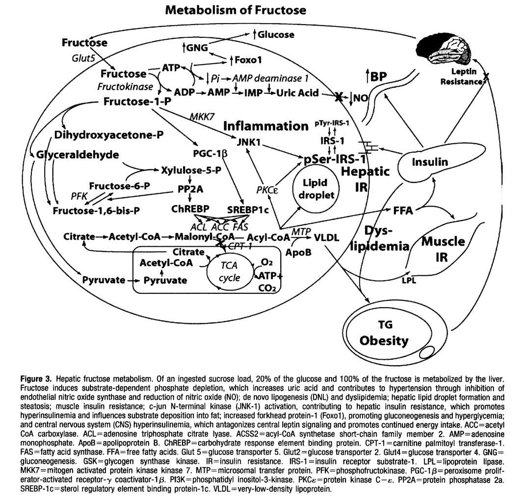 Metabolism of Fructose