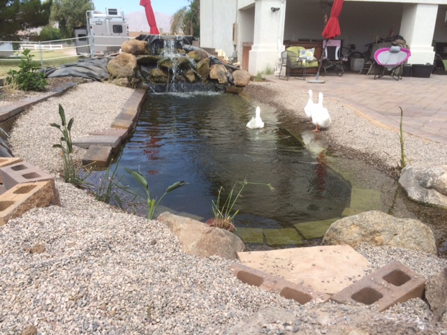 Aquaponics Koi &amp; Duck Pond . . . Amazingly Clear Water – A Ketogenic 