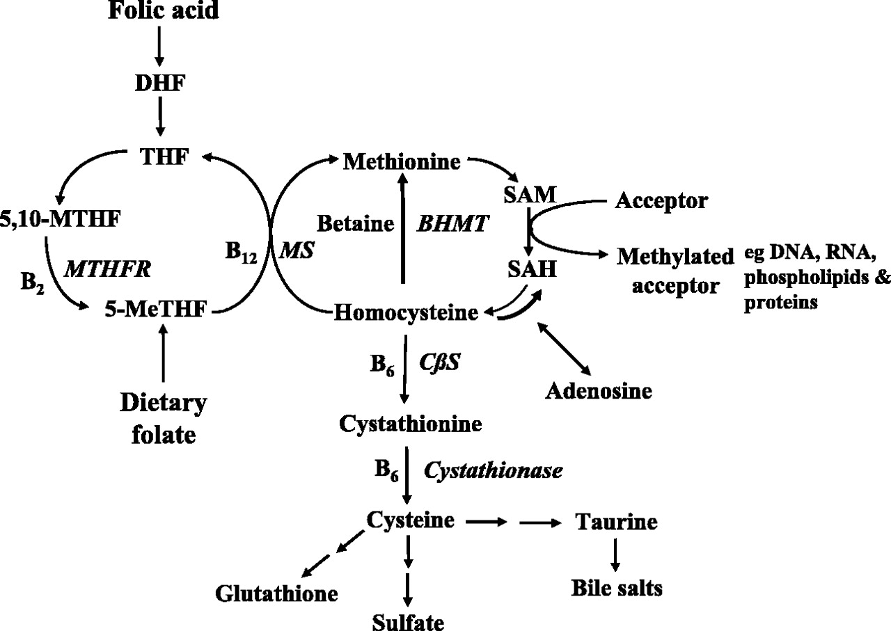 Фолиевый цикл. Гомоцистеин и фолиевая кислота связь. Метаболизм гомоцистеина. Фолиевая кислота схема. Гомоцистеин и глутатион.